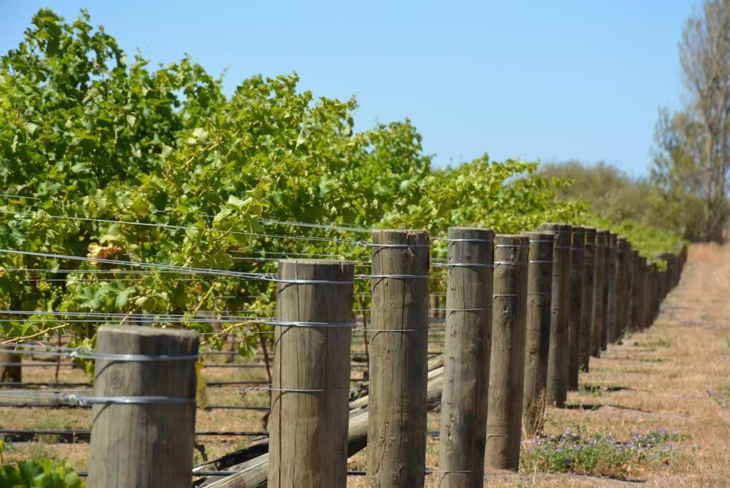 Ddog Vineyard & Bnb Renwick Exteriér fotografie