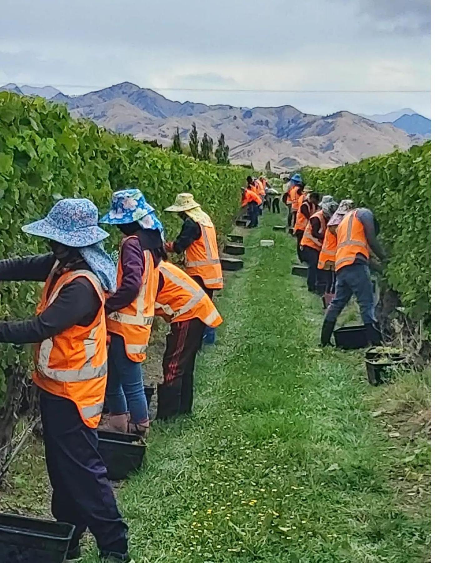 Ddog Vineyard & Bnb Renwick Exteriér fotografie