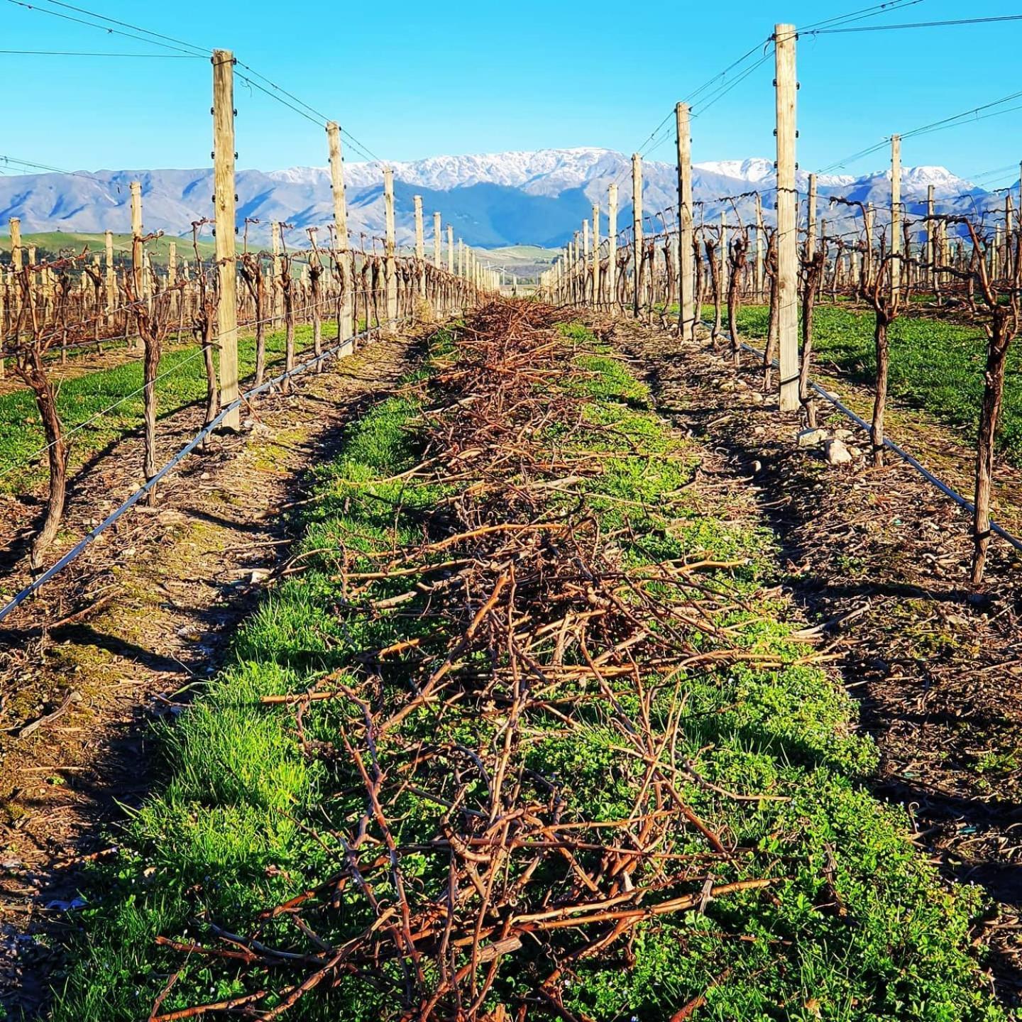 Ddog Vineyard & Bnb Renwick Exteriér fotografie