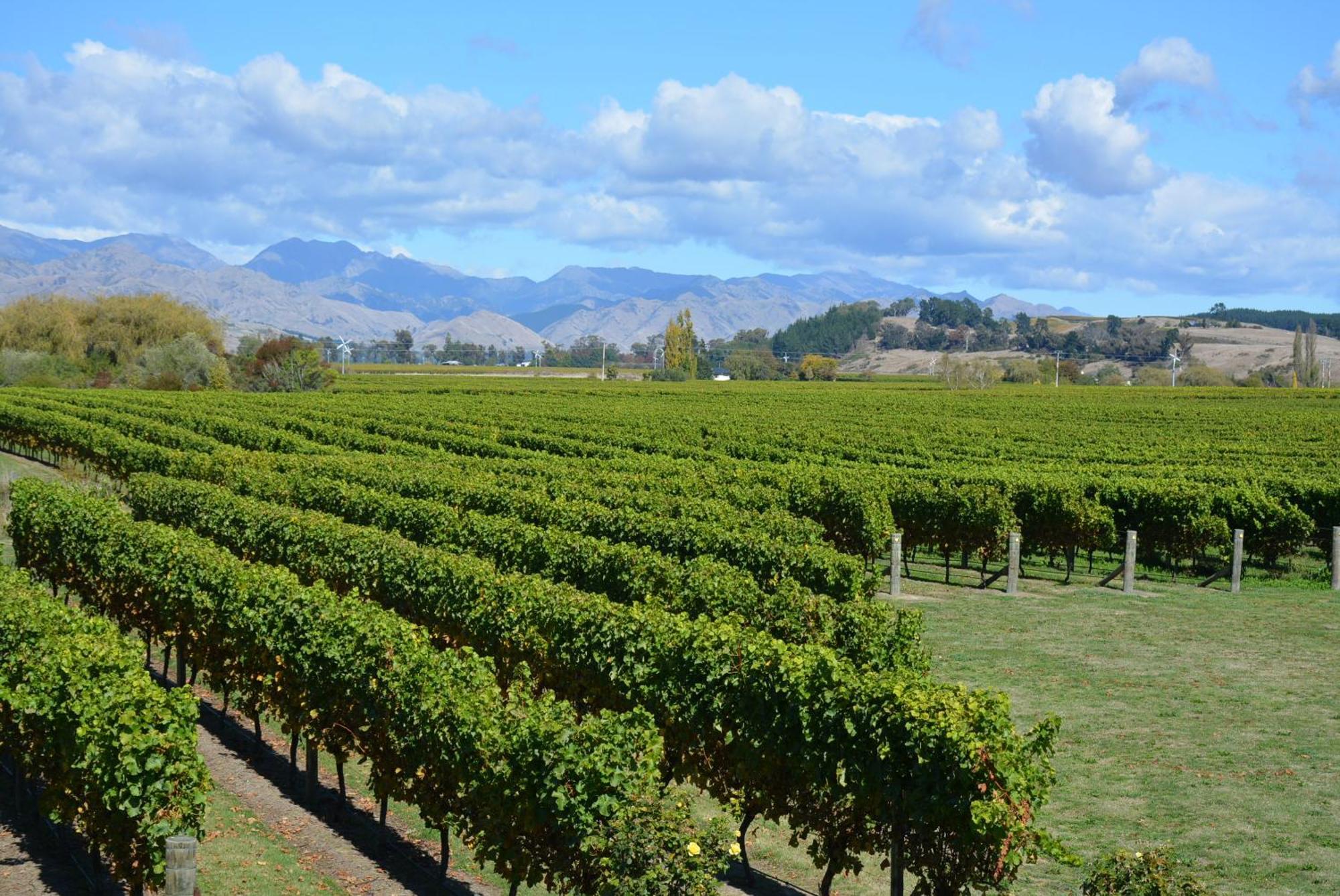 Ddog Vineyard & Bnb Renwick Exteriér fotografie